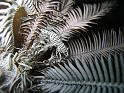 crevette periclimenes des comatules - Periclimenes commensalis